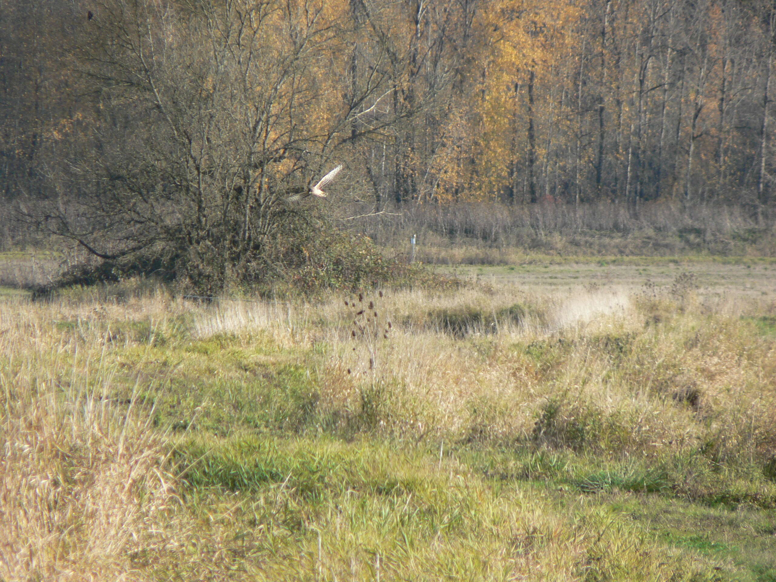 Image of Northern Harrier