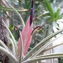 Image of Tillandsia klausii Ehlers