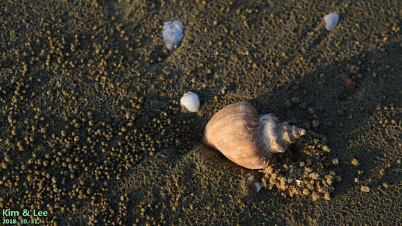 Image of Neptunea cumingii Crosse 1862