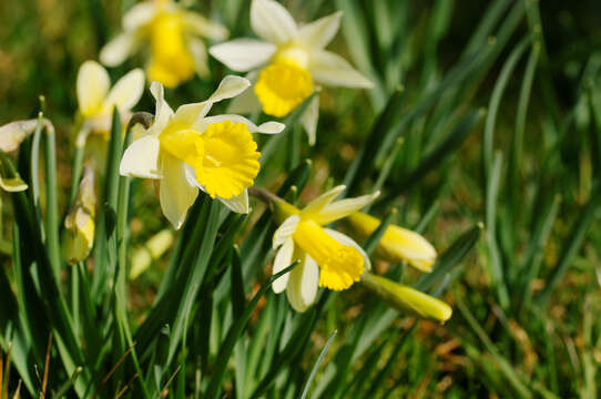 Image of daffodil