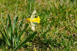 Image of daffodil