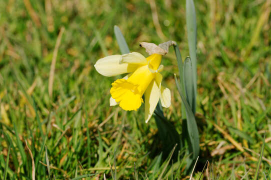 Image of daffodil