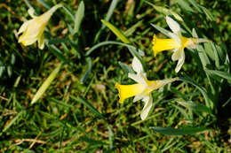 Image of daffodil