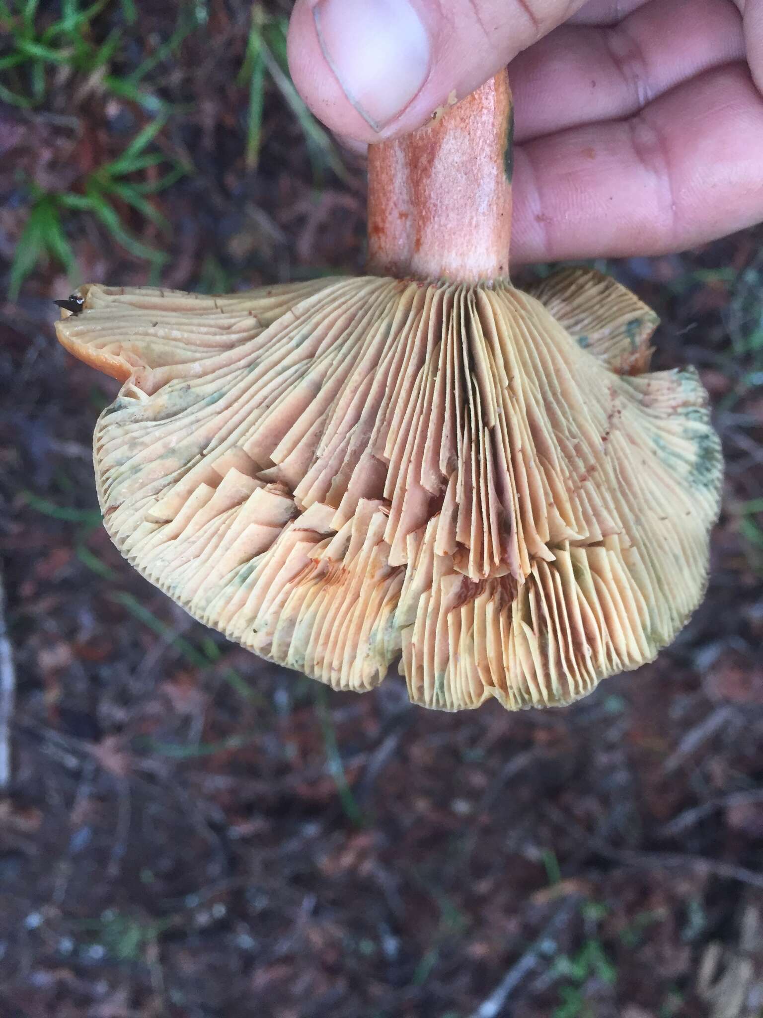 Image of Lactarius rubrilacteus Hesler & A. H. Sm. 1979