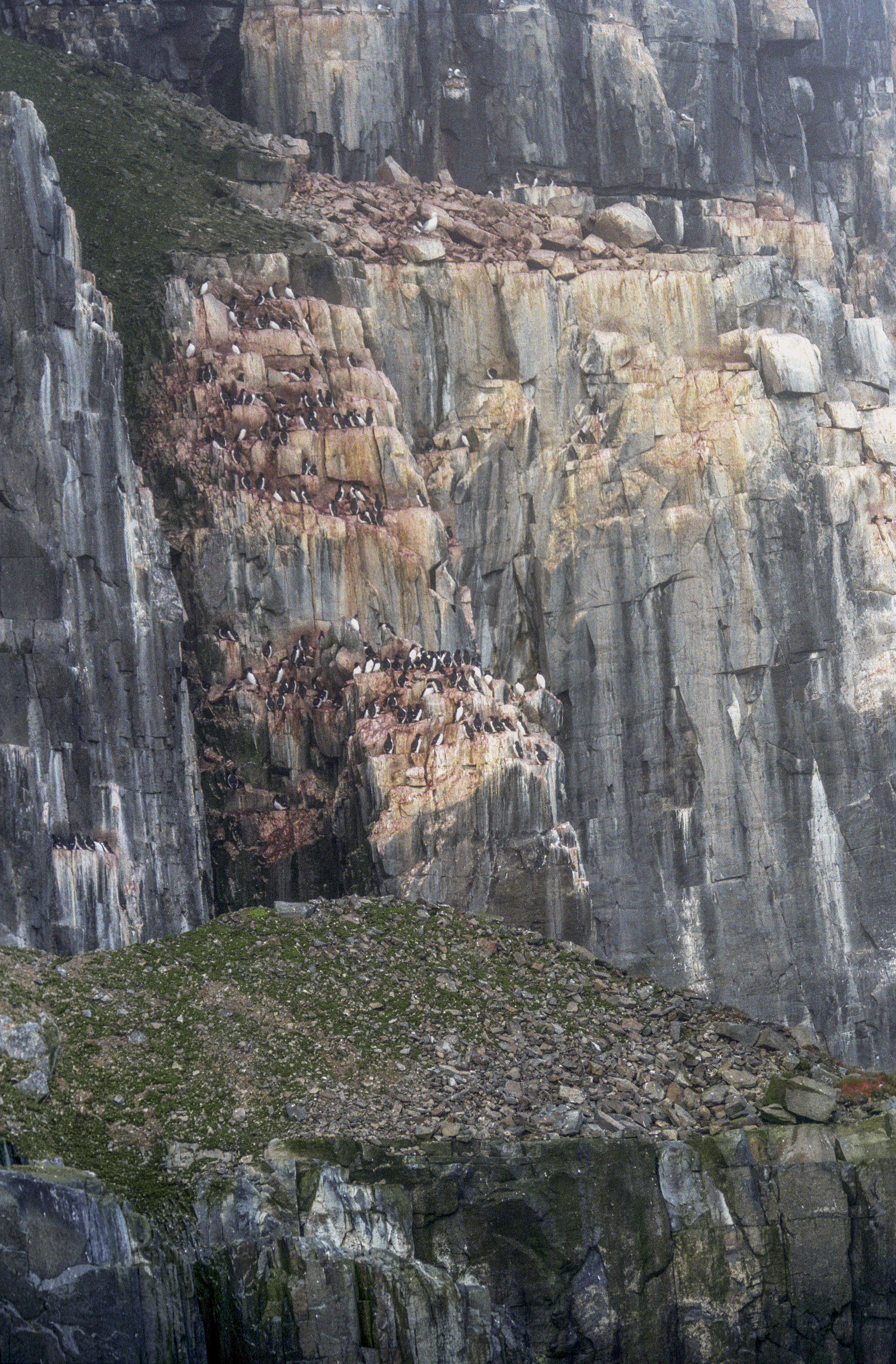 Image of Brünnich's Guillemot