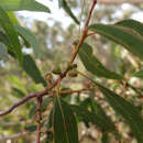 Image of Eucalyptus falciformis (Newnham, Ladiges & Whiffin) Rule