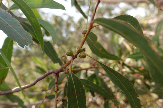 Image of Eucalyptus falciformis (Newnham, Ladiges & Whiffin) Rule