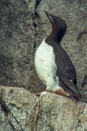 Image of Brünnich's Guillemot