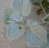 Image of Sand daisy