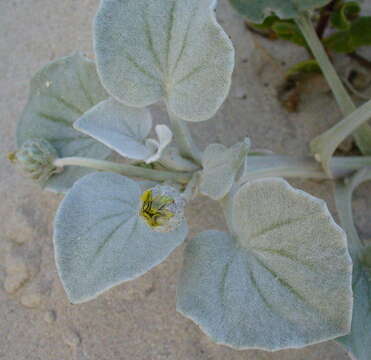 Image of Arctotheca populifolia (Berg.) T. Norl.