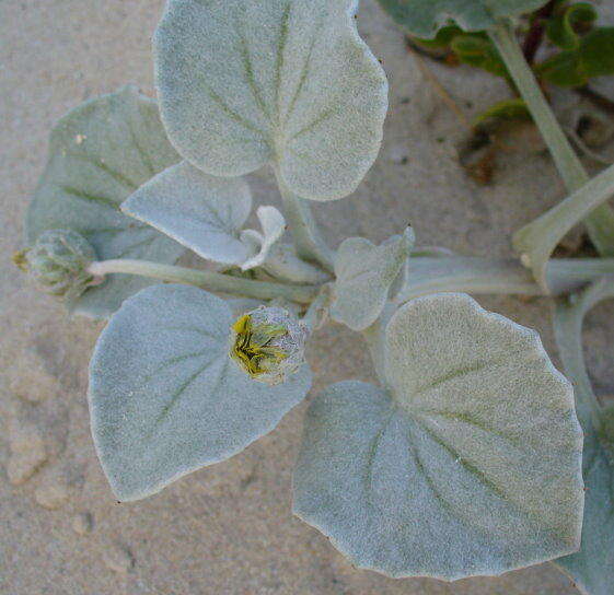 Image of Sand daisy