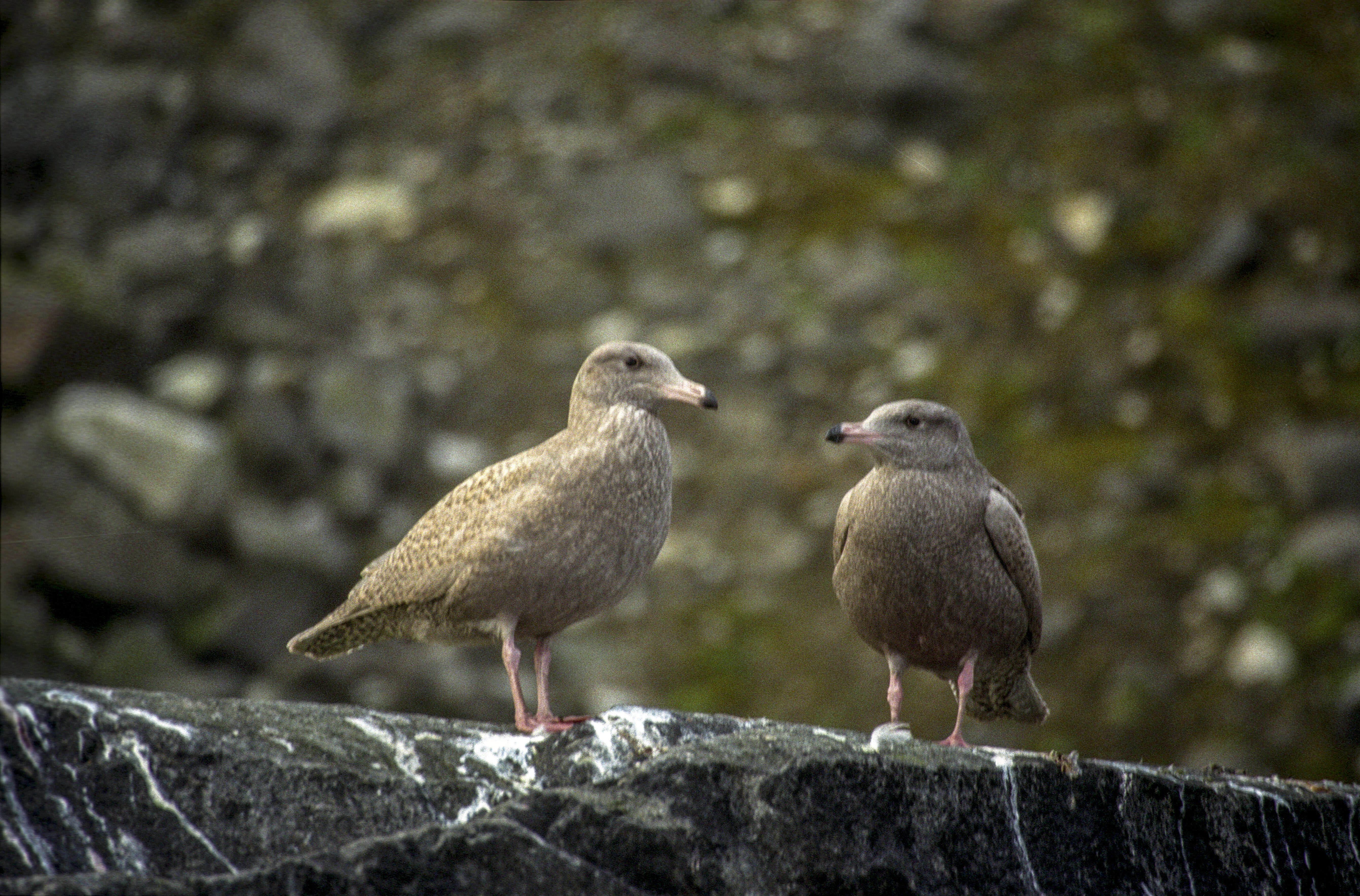 Image of Glaucous Gull