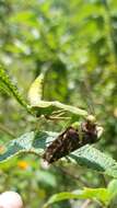 Image of Stagmatoptera diana Rodrigues & M 2016