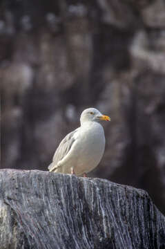 Image of Glaucous Gull