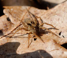 Image of Thinlegged Wolf Spiders