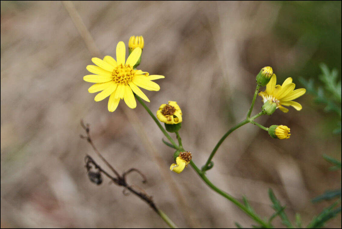 Image of <i>Senecio <i>pinnatifolius</i></i> var. pinnatifolius