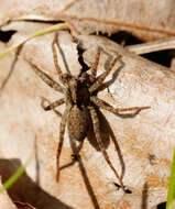 Image of Thinlegged Wolf Spiders