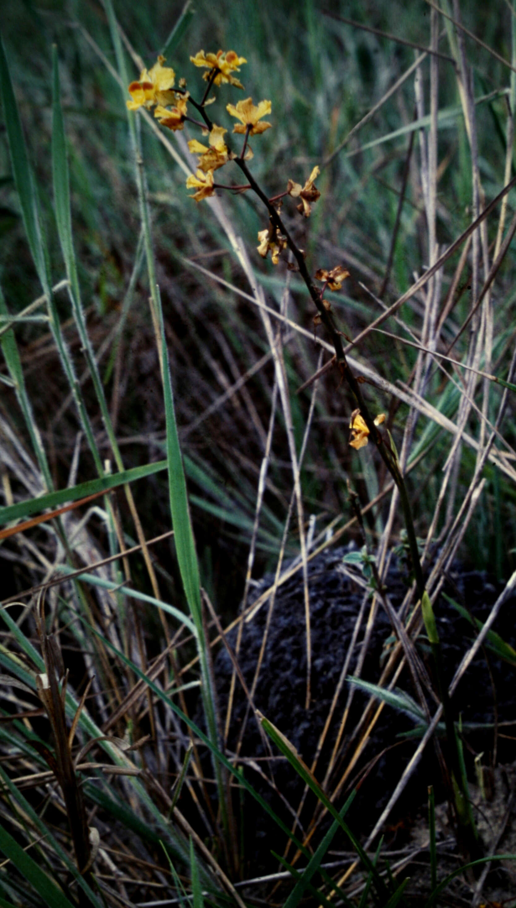 Image of Cyrtopodium cristatum Lindl.
