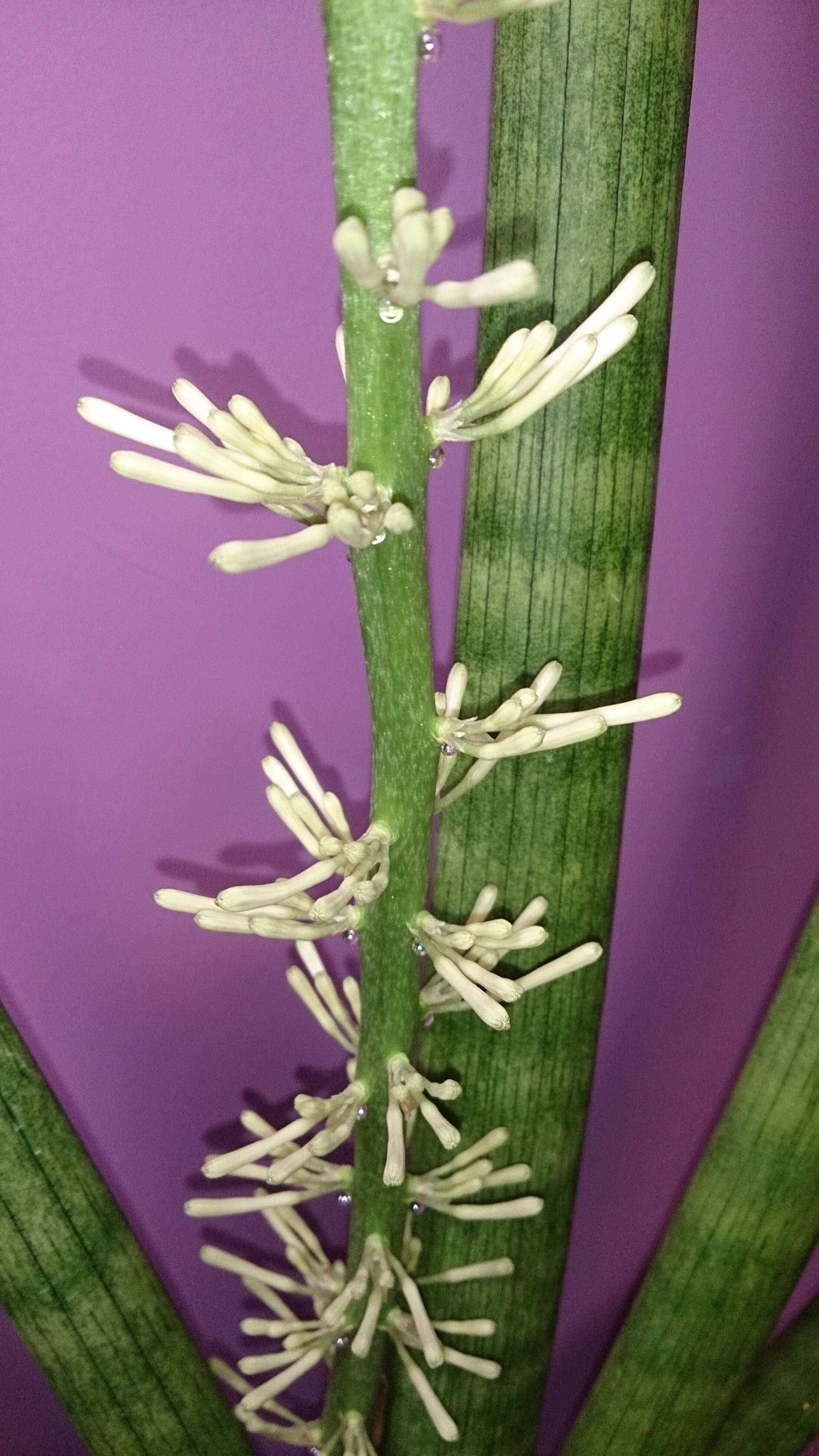 Image of African bowstring hemp