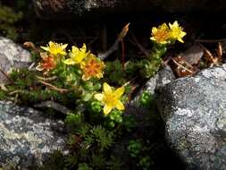 Image of Sedum alpestre Vill.