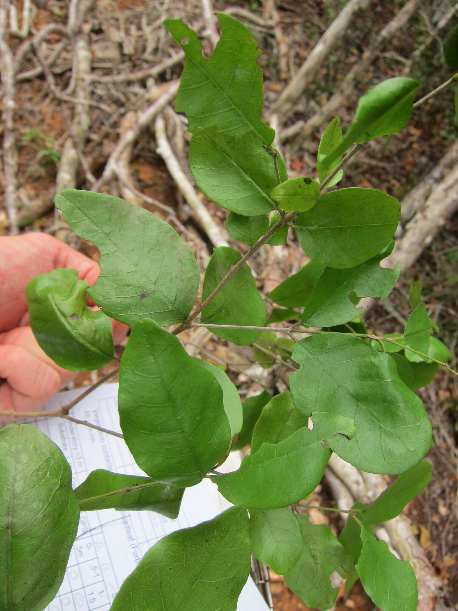 Image of krugiodendron