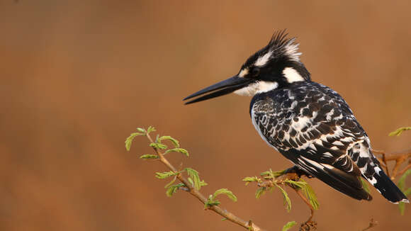 Image of Ceryle rudis rudis (Linnaeus 1758)