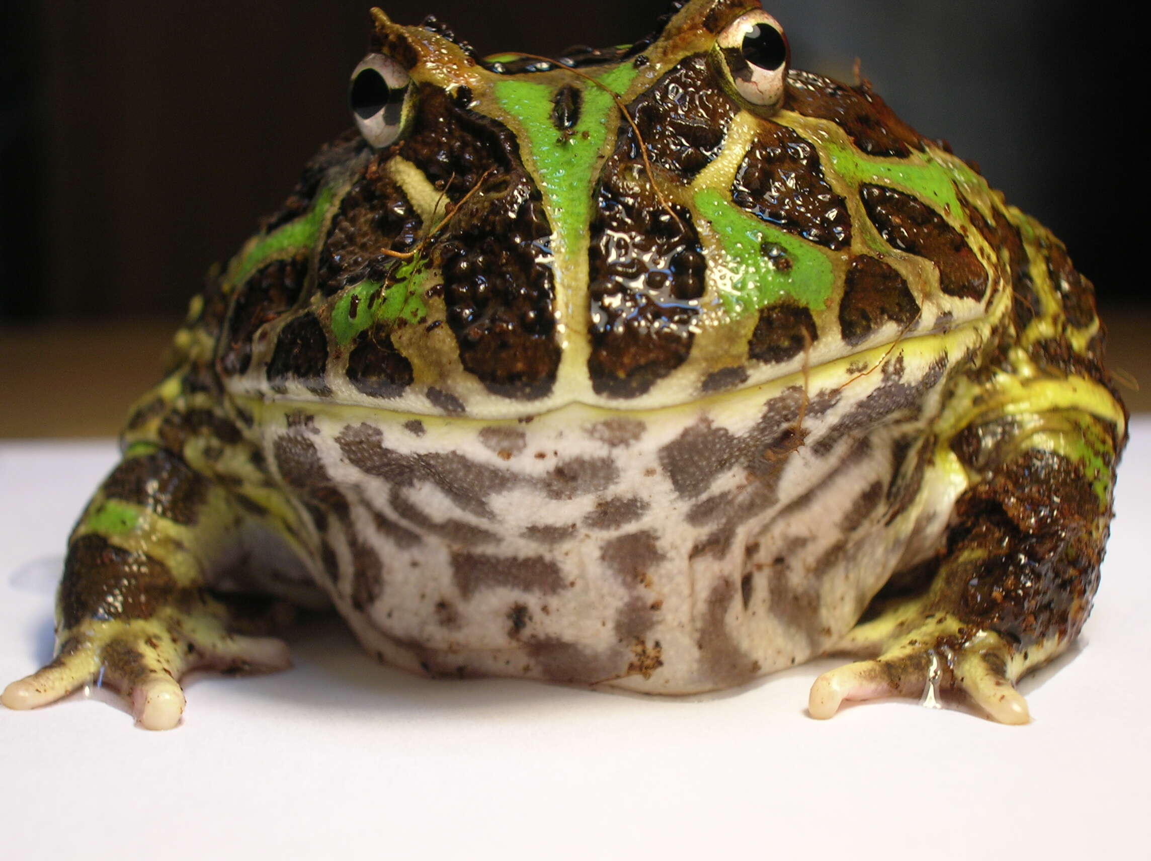 Imagem de Ceratophrys ornata (Bell 1843)