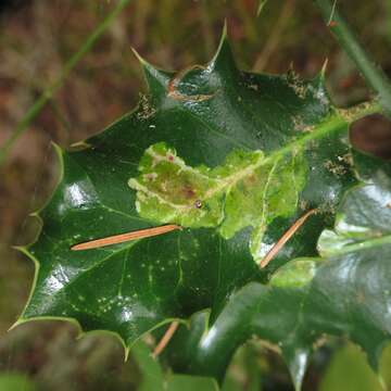 Image of European Holly Leafminer