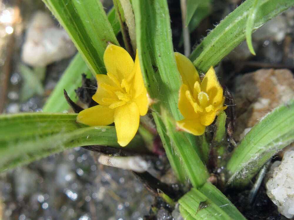 Image of Curculigo ensifolia R. Br.