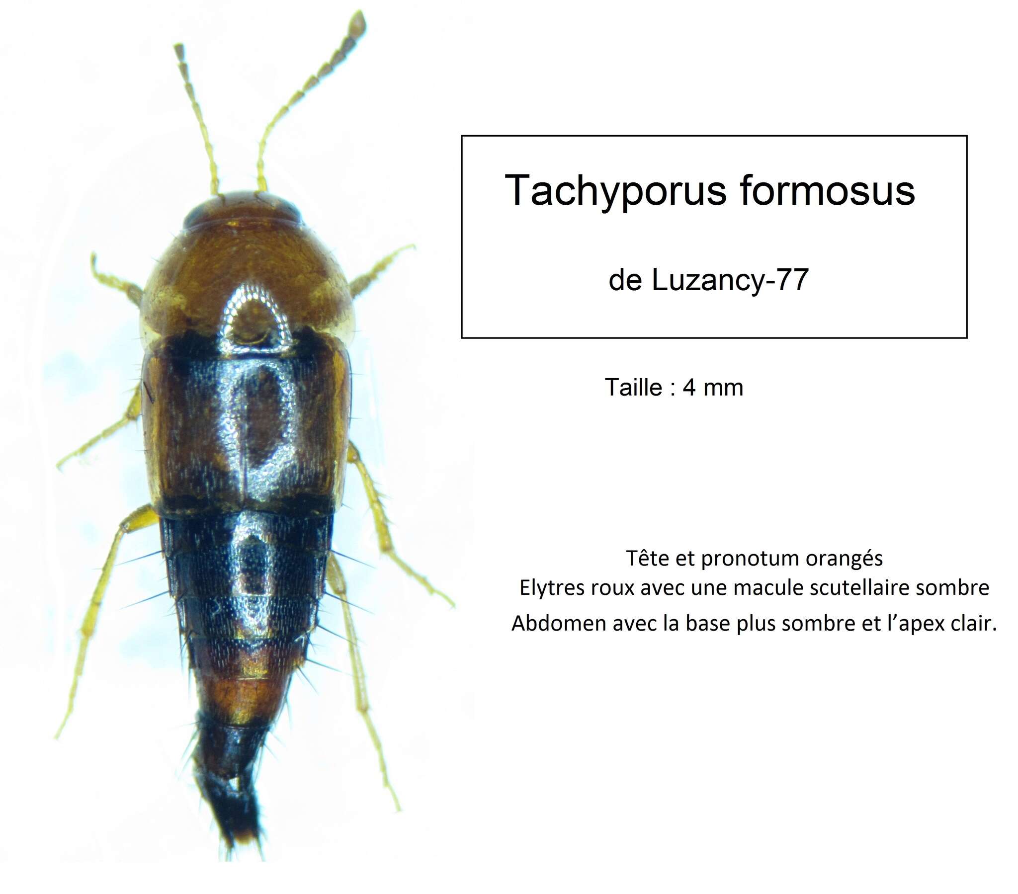 Image of Tachyporus formosus Matthews & A. H. 1838