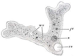 Image of Amoebidae