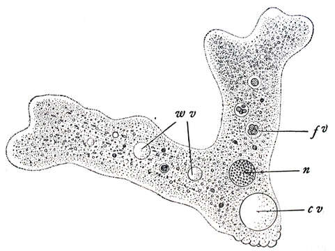 Image of Amoebidae