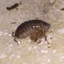 Image of Isopod