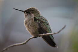 Image of Calypte Gould 1856