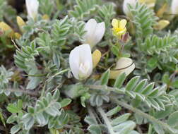 Image of Astragalus rupifragus Pall.