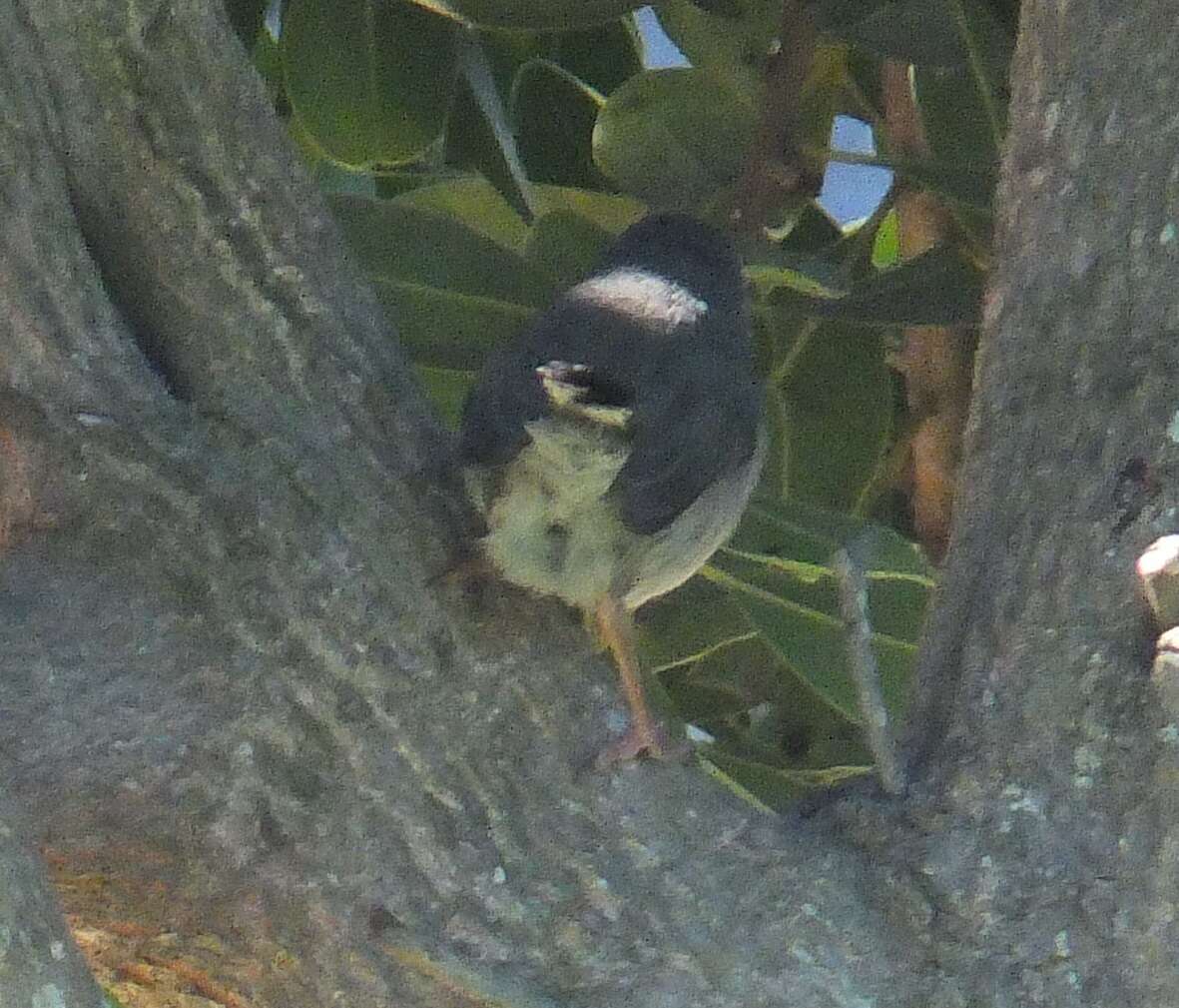 Image of Bar-throated Apalis