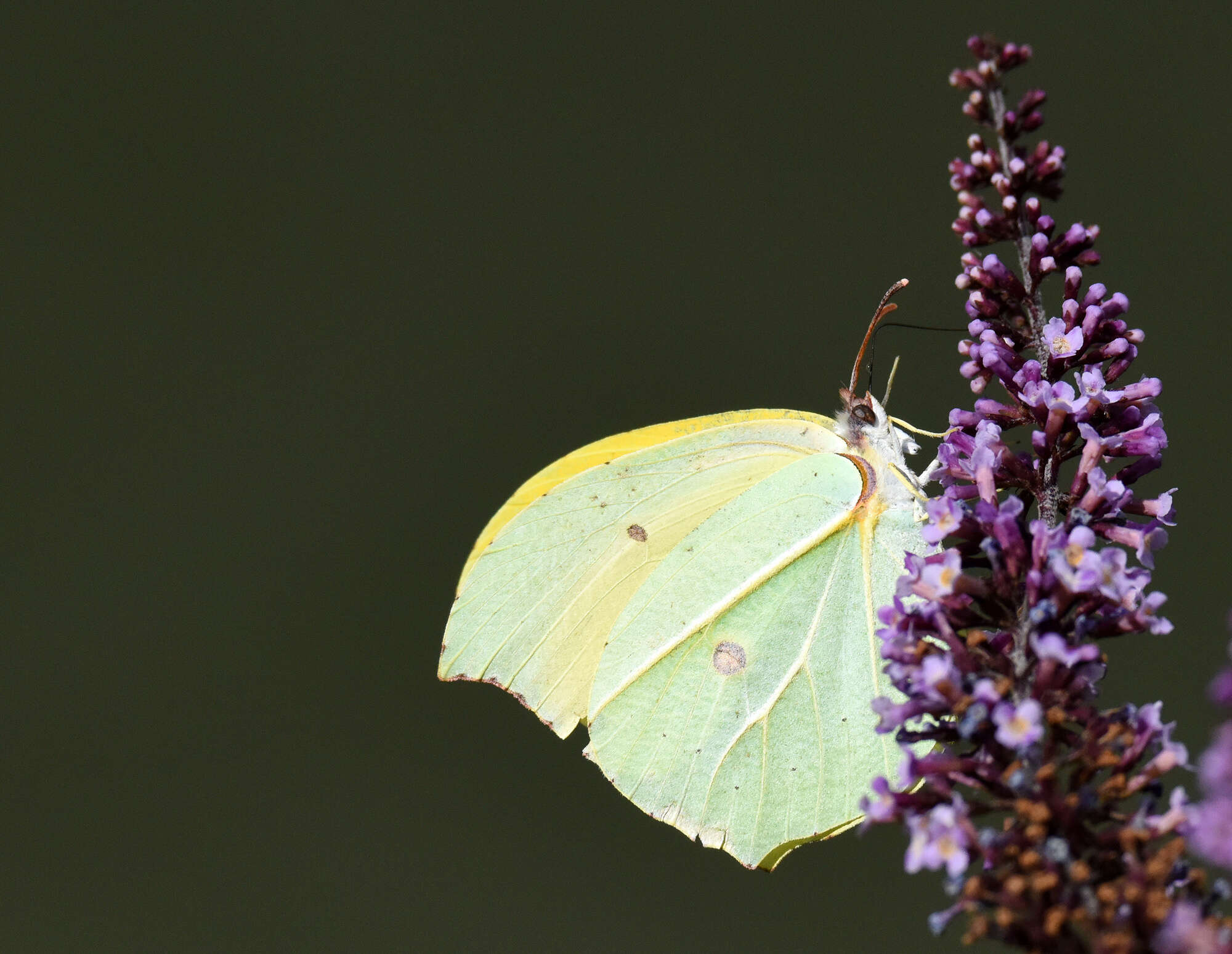 Image of Gonepteryx amintha (Blanchard 1871)