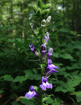 Слика од Lobelia siphilitica L.