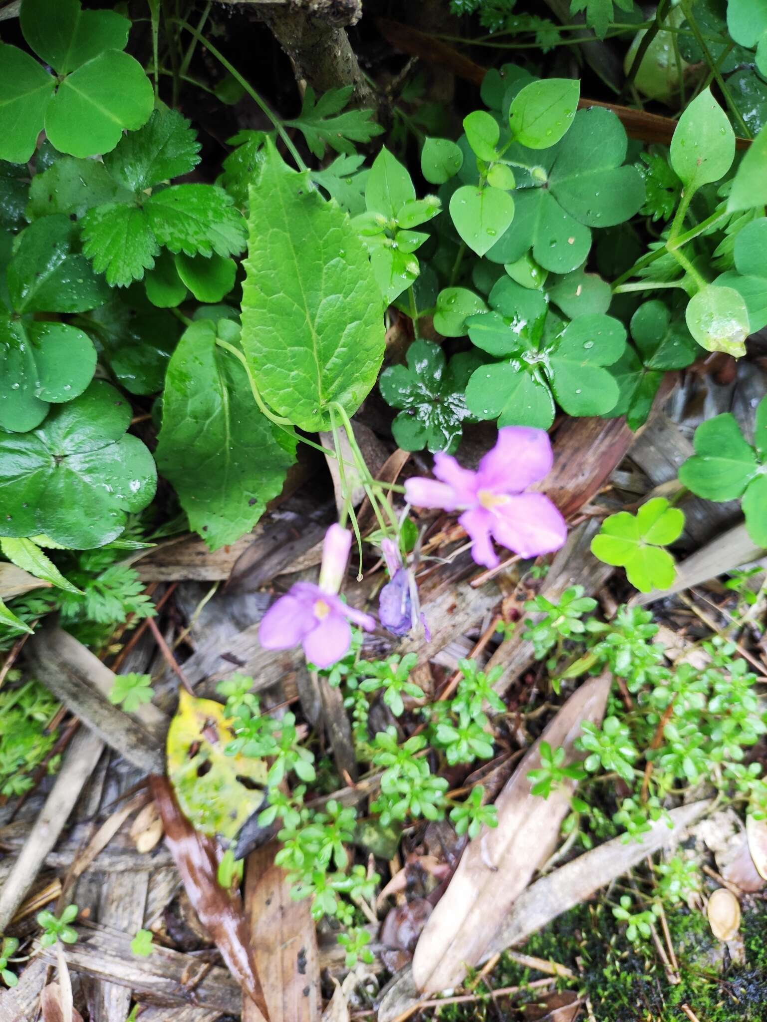 Imagem de Orychophragmus violaceus (L.) O. E. Schulz