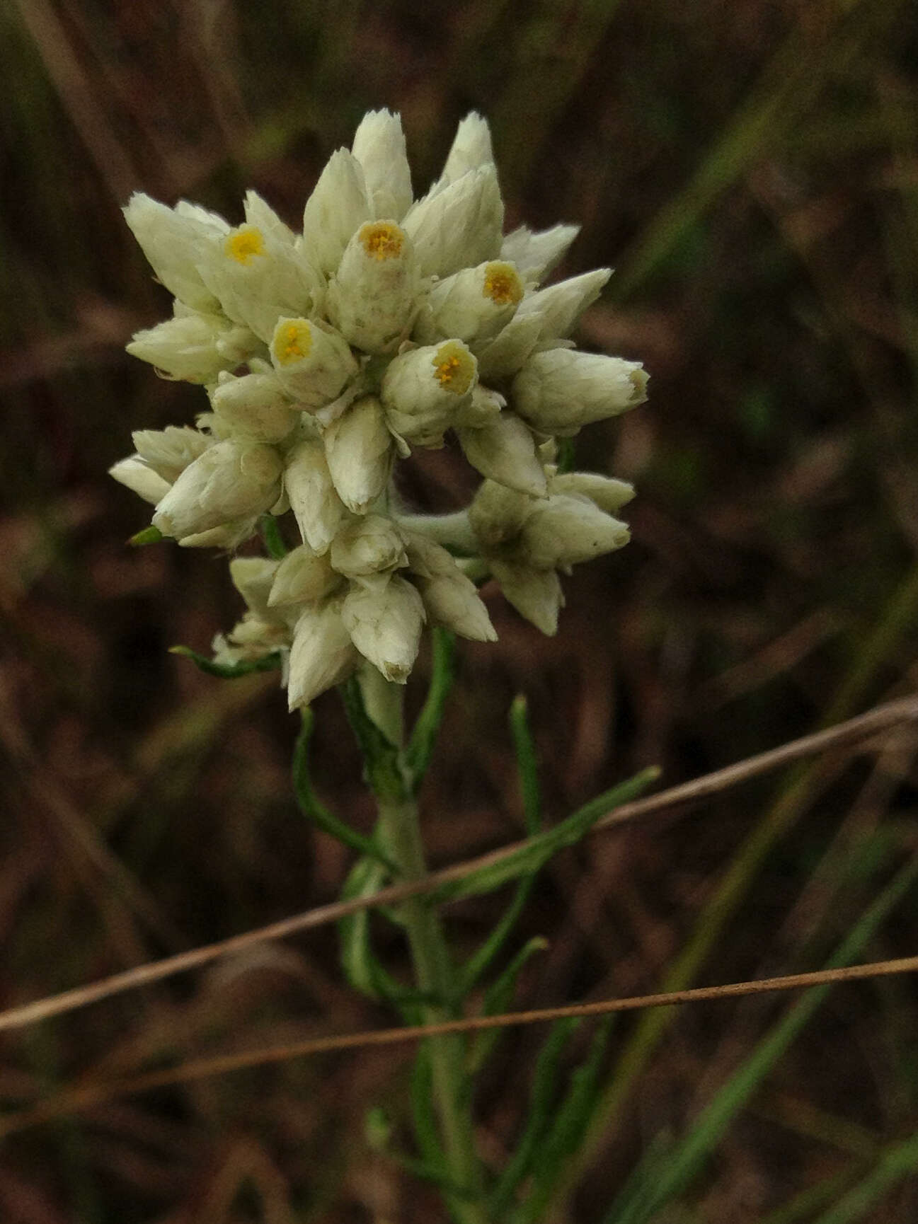 Imagem de Pseudognaphalium obtusifolium (L.) O. M. Hilliard & B. L. Burtt