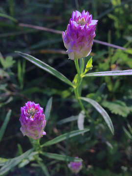 Image of blood milkwort