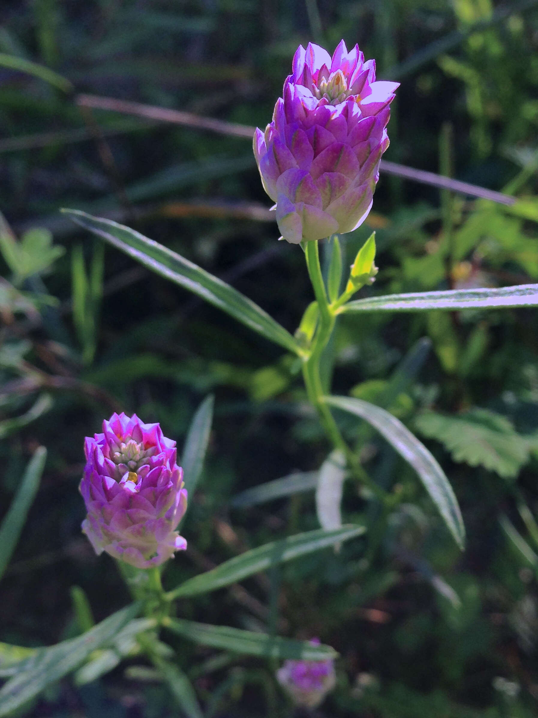 Image of blood milkwort