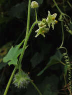 Image of oneseed bur cucumber