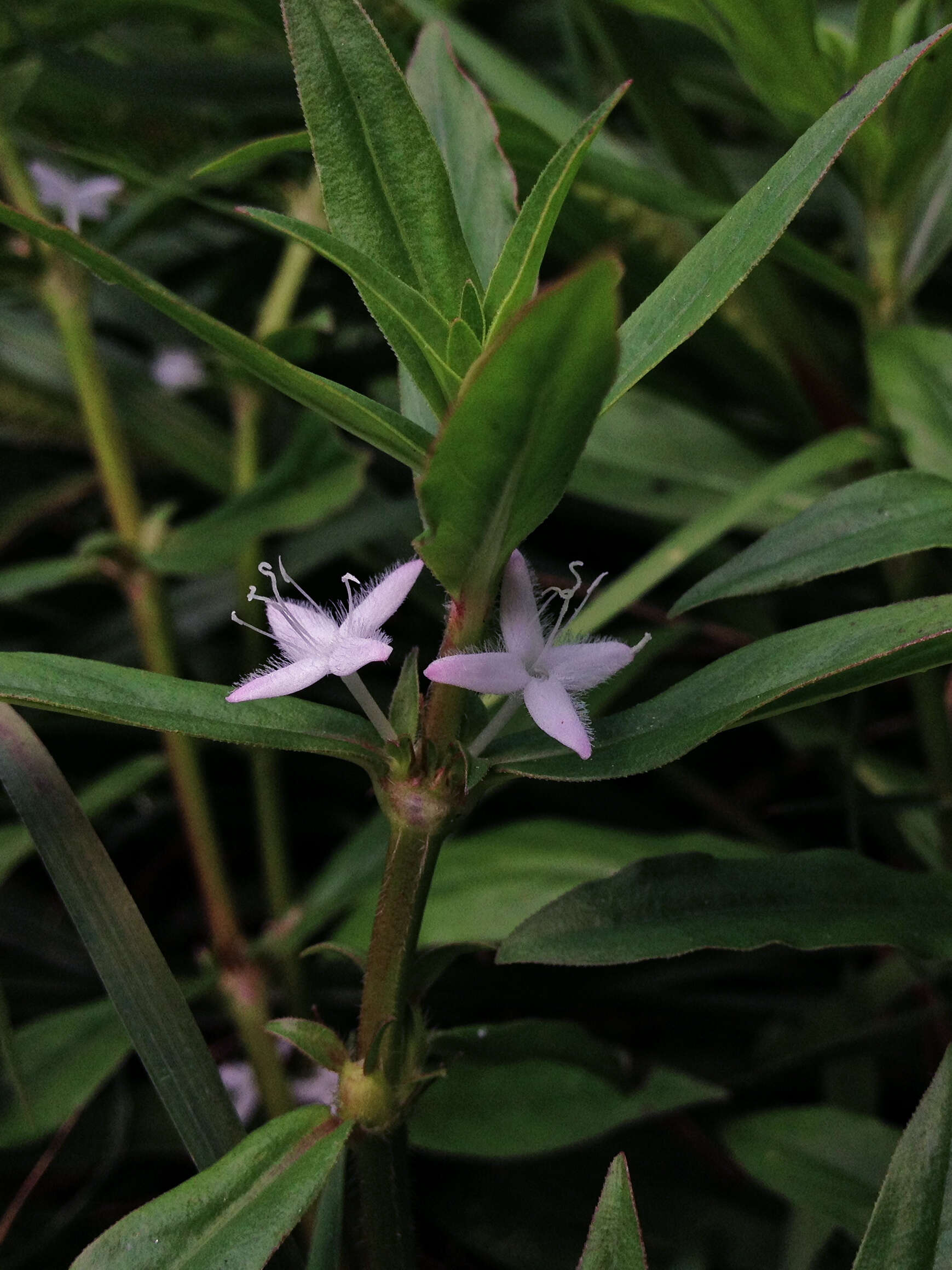 Image of Virginia buttonweed