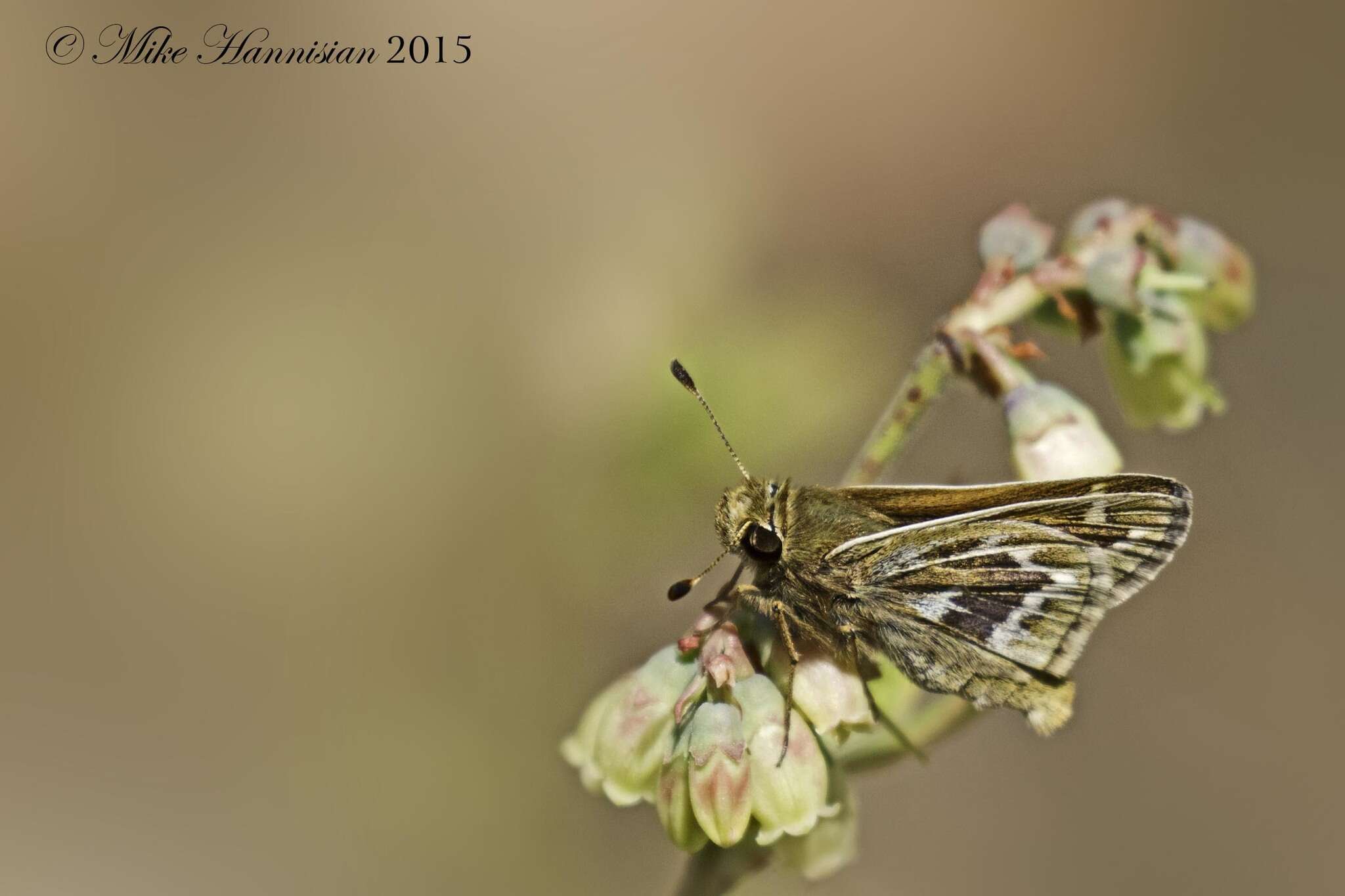 Слика од Hesperia metea Scudder 1863