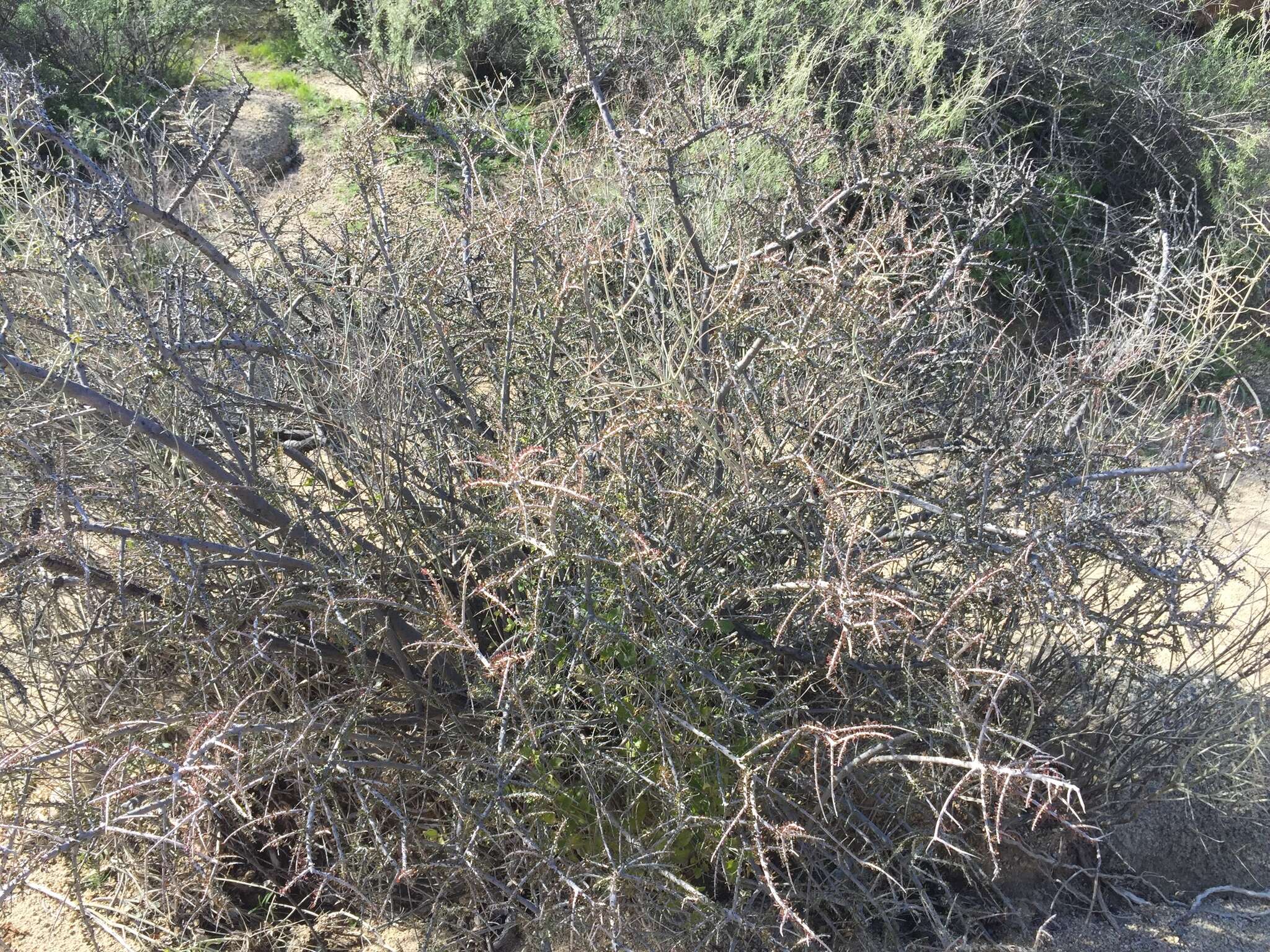 Image of Hall's shrubby-spurge