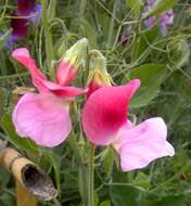 Image of Sweet Pea