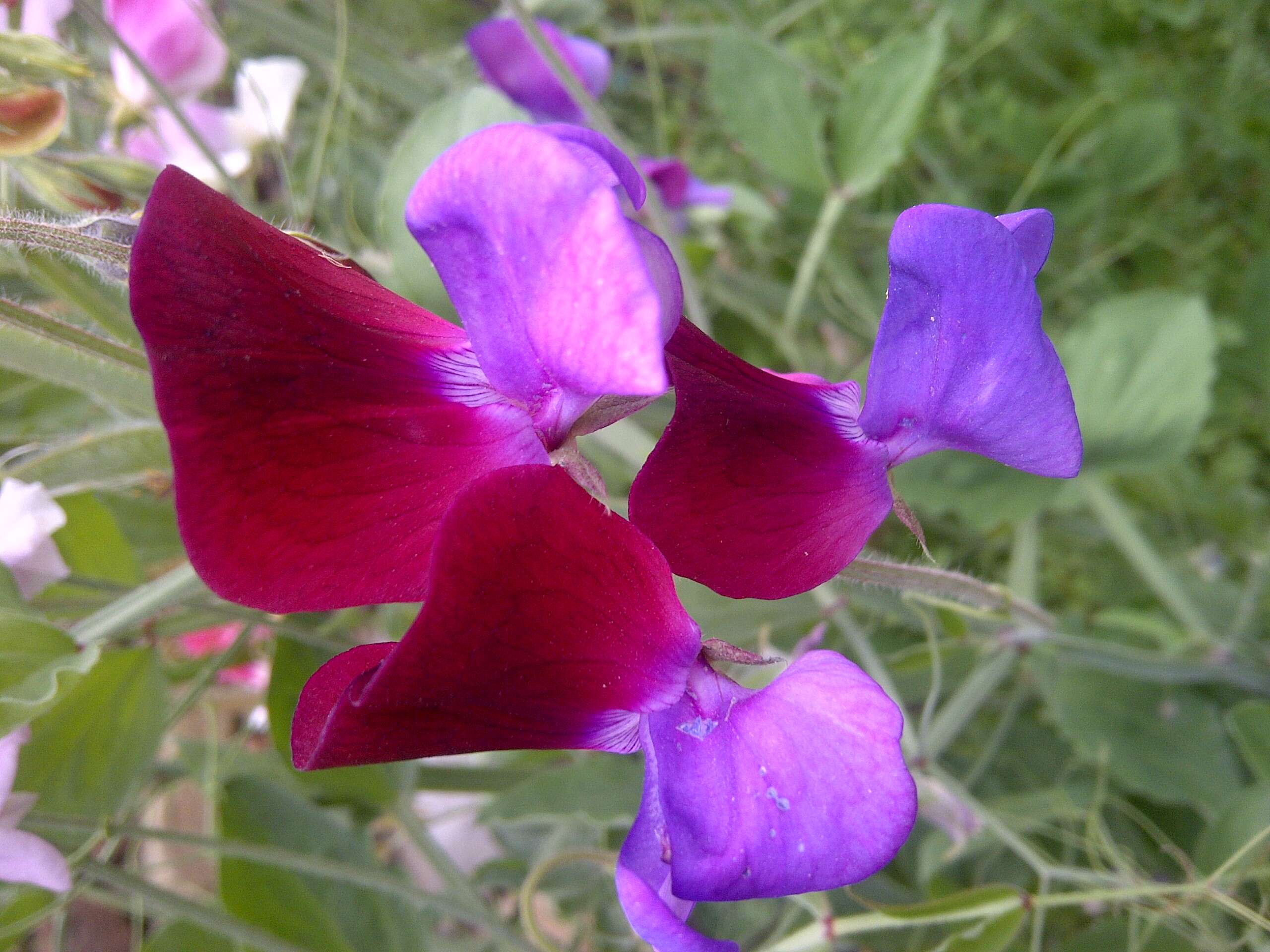 Image of Sweet Pea