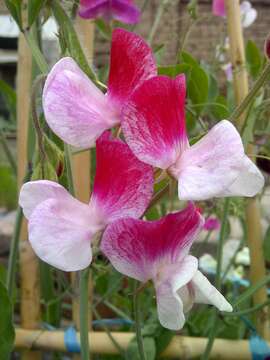 Image of Sweet Pea