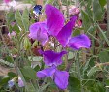 Image of Sweet Pea